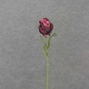 20" OPEN ROSE STEM BEAUTY/PLUM