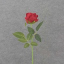 20" OPEN ROSE STEM RED