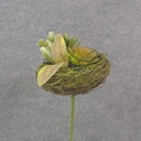 SUCCULENT & FOLIAGE IN 5.25" MOSS NEST W/PICK