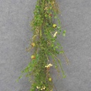 4' BERRY &amp; MIXED FOLIAGE GARLAND CREAM/GREEN