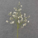 28" BERRY & BLOSSOM SPRAY CREAM/WHITE