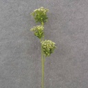23.5&quot; QUEEN ANNE'S LACE SPRAY X3 CREAM