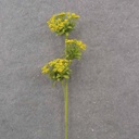 23.5" QUEEN ANNE'S LACE SPRAY X3 YELLOW