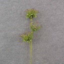 23.5" QUEEN ANNE'S LACE SPRAY X3 PURPLE