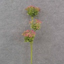23.5" QUEEN ANNE'S LACE SPRAY X3 PINK