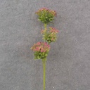 23.5&quot; QUEEN ANNE'S LACE SPRAY X3 PINK