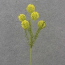 21.5" THISTLE SPRAY X5 YELLOW