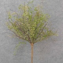 24&quot; BUTTON FERN &amp; TWIG BUSH