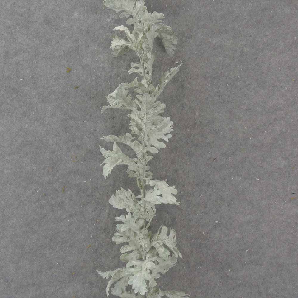 6' DUSTY MILLER GARLAND