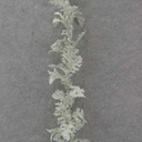 6' DUSTY MILLER GARLAND