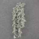 32" DUSTY MILLER HANGING BUSH