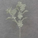 29" DUSTY MILLER SPRAY