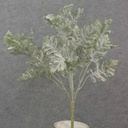 16" DUSTY MILLER BUSH X5