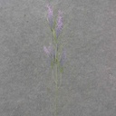 23" HEATHER STEM PURPLE/LAVENDER