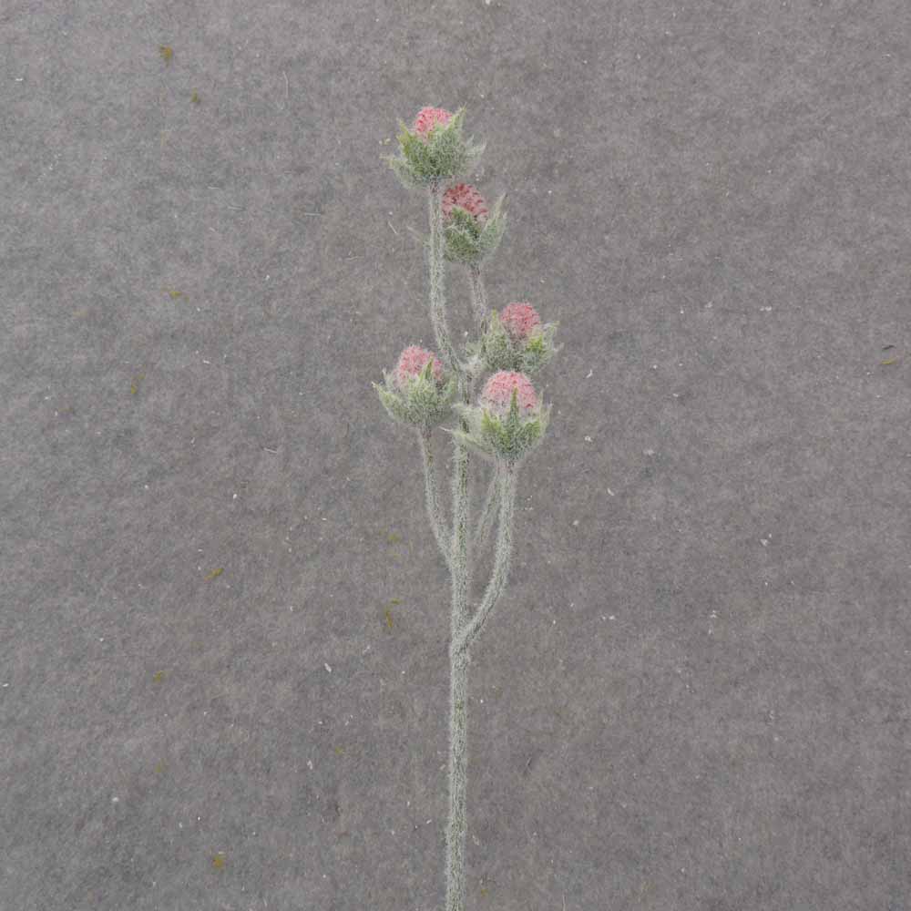 19.5" CACTUS BLOOM BUD SPRAY X5 RED