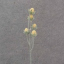 19.5" CACTUS BLOOM BUD SPRAY X5 YELLOW