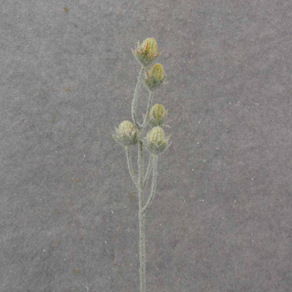 19.5" CACTUS BLOOM BUD SPRAY X5 GREEN