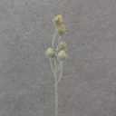 19.5" CACTUS BLOOM BUD SPRAY X5 GREEN