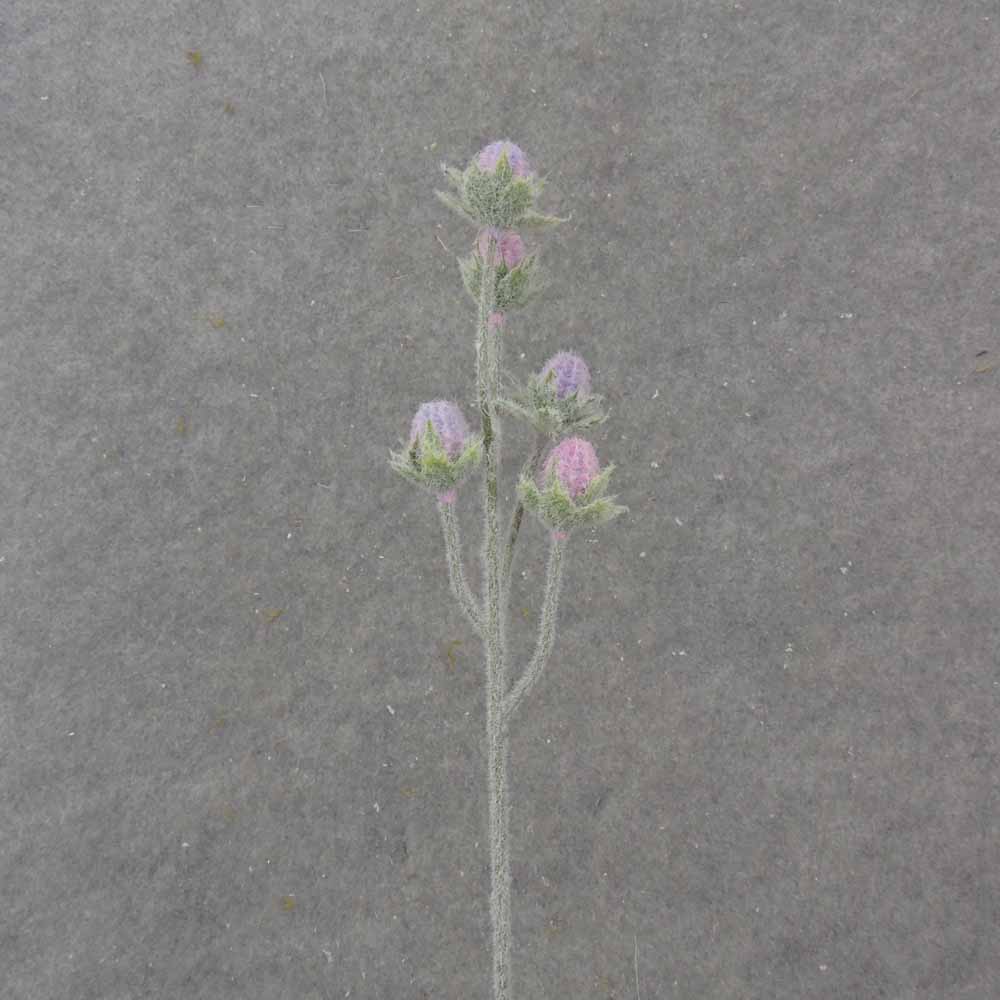 [SB1032-PLV] 19.5" CACTUS BLOOM BUD SPRAY X5 PINK/LAVENDER
