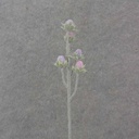 19.5" CACTUS BLOOM BUD SPRAY X5 PINK/LAVENDER