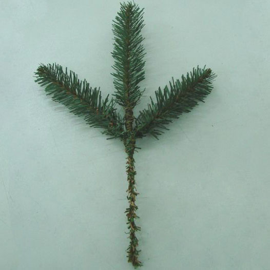 [XD4000-I] 12" PINE SPRAY NORWAY 3 TIPS