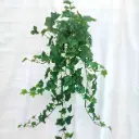 34" IVY ENGLISH HANGER 191 LVS GREEN