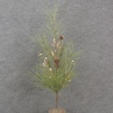23" PINE TREE W/ CHAMPAGNE GLITTER BERRIES/CONES/LEAF