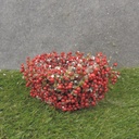 5" BIRD NEST W/ BERRIES & ICE
