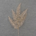 31" GLITTER FERN SPRAY X5 CHAMPAGNE