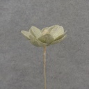 17" GLITTER MAGNOLIA BLOOM PICK LIGHT GREEN