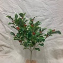 VARIGATED HOLLY BUSH (160 LVS) W/ BERRIES