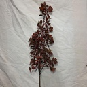 37" EUCALYPTUS STEM RED