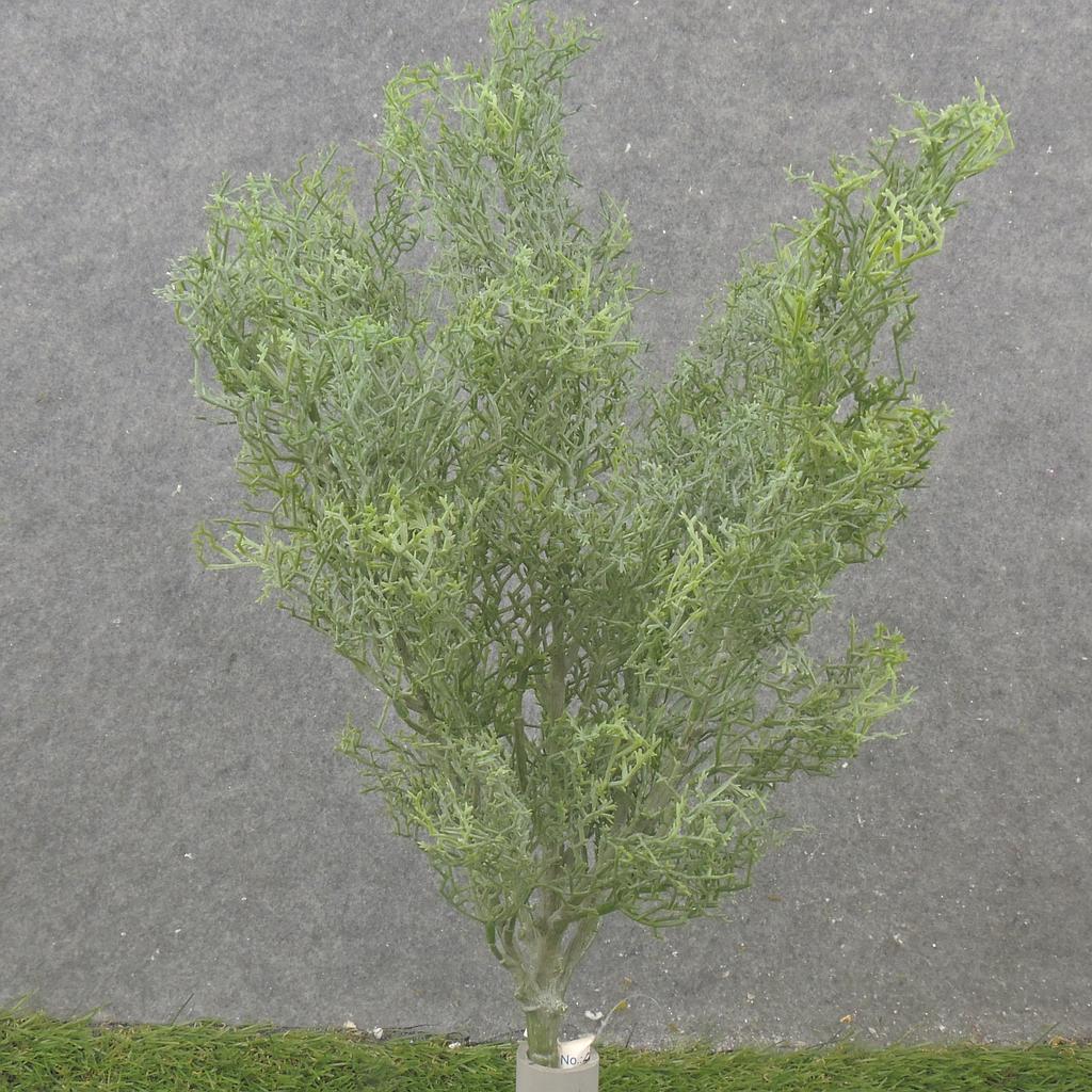 16" CEDAR BUSH X5 DUSTY GREEN