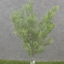 16" CEDAR BUSH X5 DUSTY GREEN