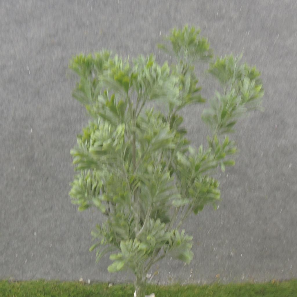 15" MATAI BUSH X5 DUSTY GREEN