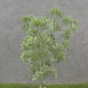 15" MATAI BUSH X5 DUSTY GREEN