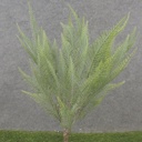 18&quot; FERN BUSH X5 DUSTY GREEN