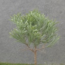 13" PODOCARPUS BUSH X3 GREEN