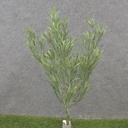 16" PODOCARPUS BUSH X5 GREEN