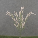 22" VERBENA GRASS BUSH SOFT PINK