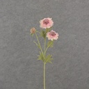 24&quot; SCABIOSA STEM X3 CREAM/PINK