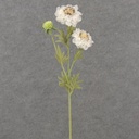 24&quot; SCABIOSA STEM X3 CREAM/WHITE