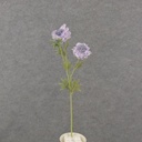 24" SCABIOSA STEM X3 LAVENDER