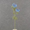 24" SCABIOSA STEM X3 BLUE