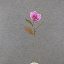 30" MAGNOLIA STEM BEAUTY