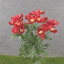 19" COSMOS BUSH X12 RED