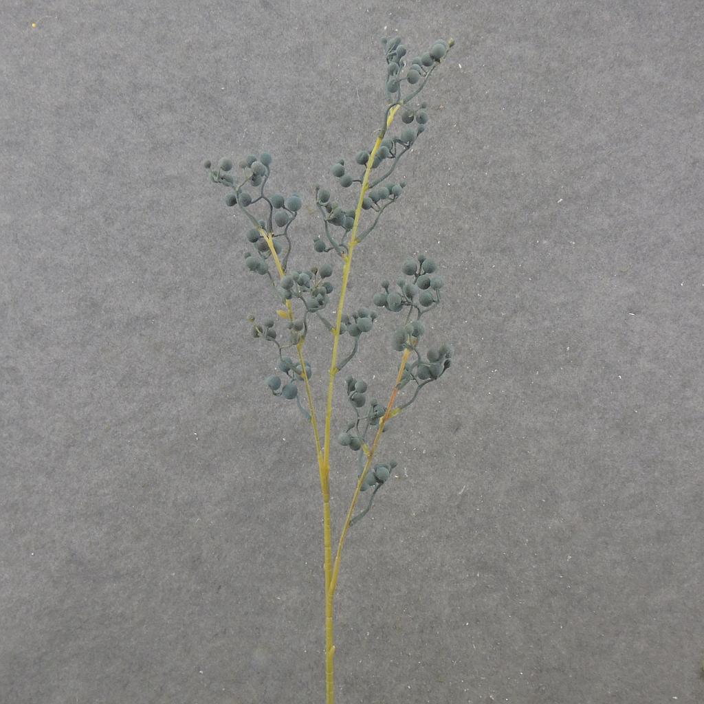 [SE2532-BLU] 28.5" BERRY SPRAY X3 BLUE