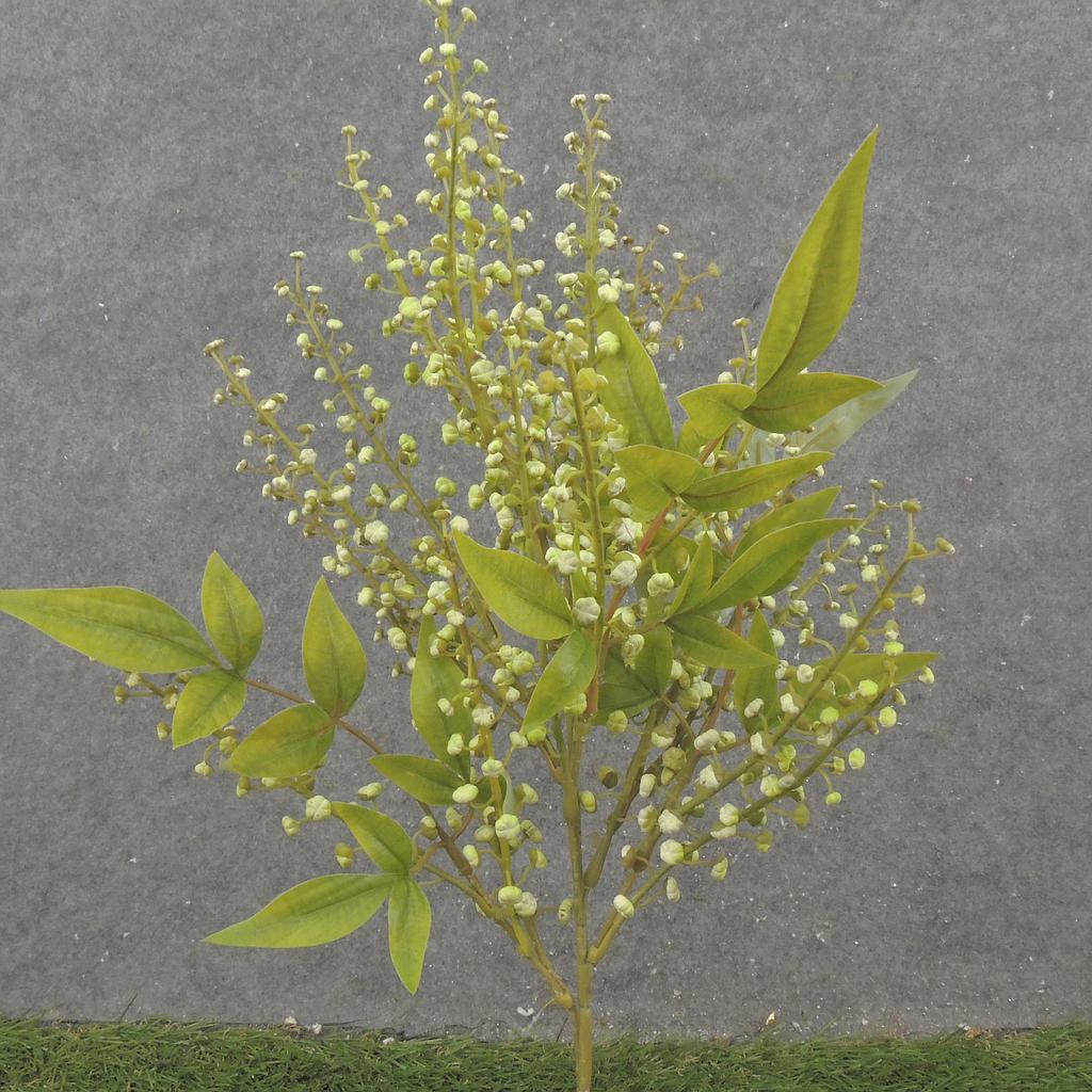 [SE2536-GRN] 16" SEEDED STEM X3 GREEN