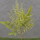 16" SEEDED STEM X3 GREEN