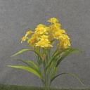 19" MINI DAFFODIL BUSH X10 YELLOW